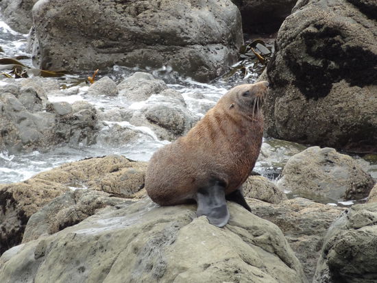 Es gibt auch eine Seehund Kolonie, und man kann die ganze Küste entlang "hautnah" Seehunde erleben