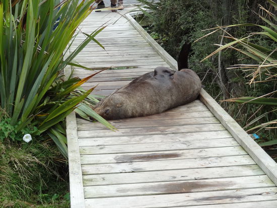......keine Angst, der schläft nur! Die Seehunde verbringen ca. 14 Tage am Stück im Meer zum jagen und ruhen sich dann an Land aus. Dieses Exemplar  hier lag mitten auf unserem Weg!