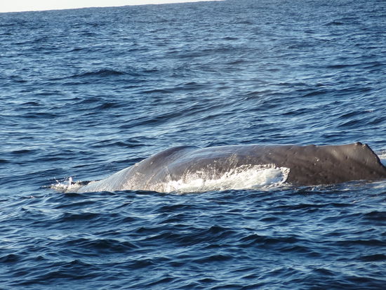 und hier ist er - unser erster Wal live! Atemberaubend schön, und man kommt sich so wahnsinnig klein vor daneben!
