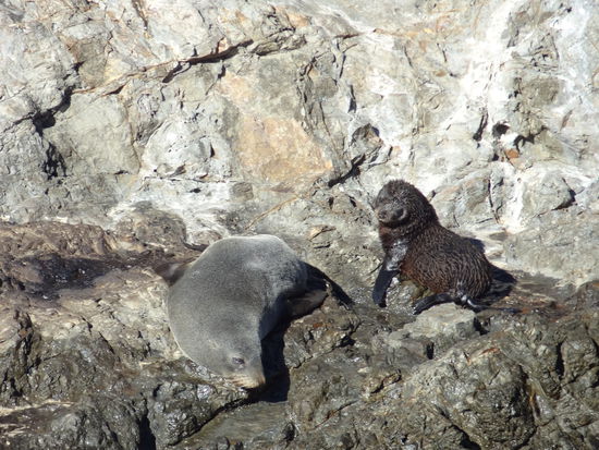 und ein Baby!
Nach Kaikoura würden wir jederzeit wieder fahren, ein Besuch lohnt sich denn man kann so viel sehen und verschiedene Tiere erleben. Wir haben gehört dass man auch mit Delfinen schwimmen kann (für uns war es noch ein bisschen zu kalt)