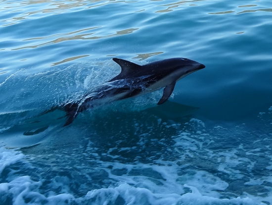 auf dem Rückweg haben uns wieder mal ein paar Delfine begleitet