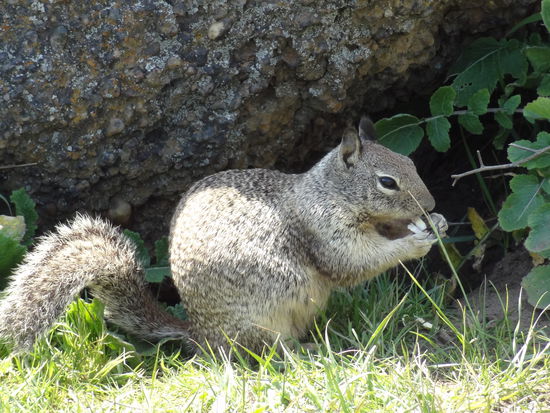 Eichhörnchen neben dem Highway Number 1, sogar handzahm