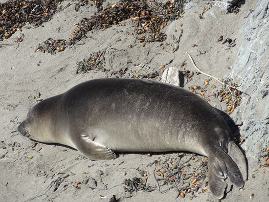 Ebenfalls gibt es immer wieder Seelöwen die auf Steinen oder am Strand ein Nickerchen machen. Aber sie sind grösser als in Neuseeland. Es ist halt alles grösser in Amerika 
