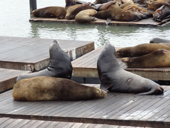 Die Seelöwen liegen einfach auf den Flossen am Pier in der Stadt.