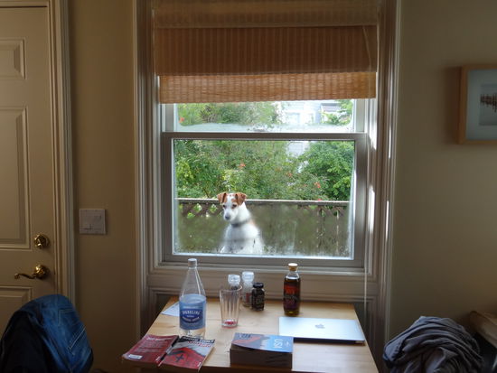 Unser Haushund! Hat jeden Abend brav auf uns gewartet und uns am Morgen geweckt 