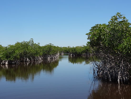 Es ist das grösste Reservat von Mangroven. Jedoch sieht es überall gleich aus... wir waren froh das der Kapitän noch wusste wo wir waren.