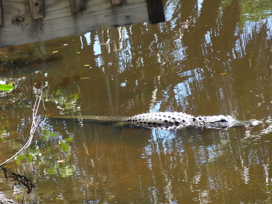 Natürlich haben wir auch einen Aligator gesehen... aber aus sicherer Distanz