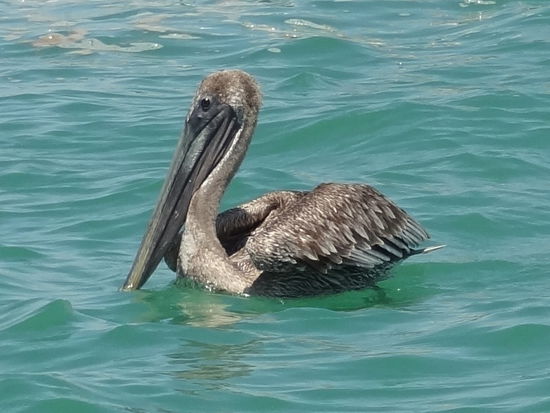 Und überall hat es Pelikane... super schön. Wir haben sogar einen Schwarm von Springfischen gesehen.