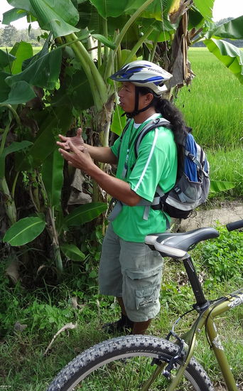 Unser Führer Amon beim Bananen erklären. In Thailand gibt es über 20 verschiedenen Bananen Sorten.