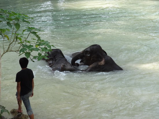 Sogar die Elefanten hatten Spass - in ihrem eigenen Swimming Pool - Elefanten Wellness
