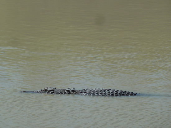Das erste Krokodil in freier Wildbahn