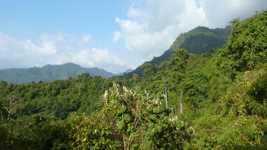 Tropischer Regenwald in Lombok
