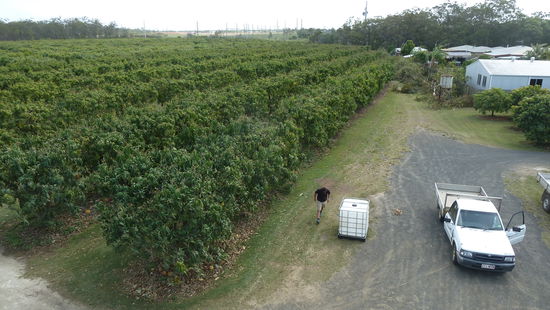 Die Farm hat 2500 Mangobäume