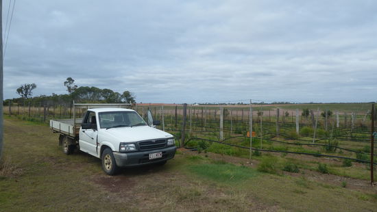 das Passionsfruchtfeld auf der Farm