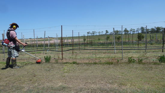 Ich beim Unkraut trimmen beim Passionsfruchtfeld