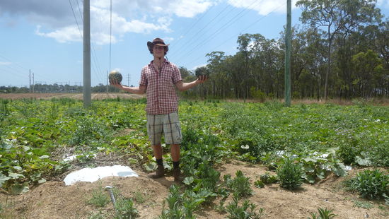 das Kürbisfeld auf der Farm