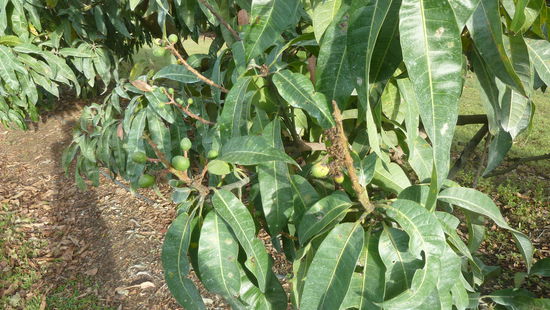 Die Mangoes brauchen noch ein paar Monate