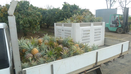 Die Ananas sind so fruchtig und süss