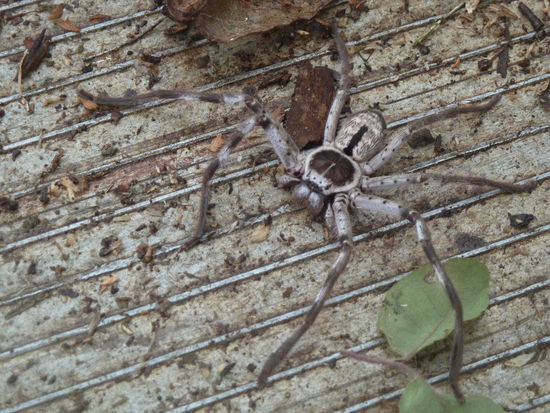 Eine Spinne, so groß wie meine Hand.