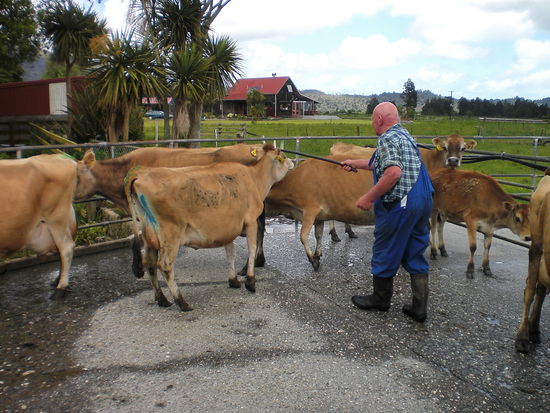 Kühe sind sooo stur!