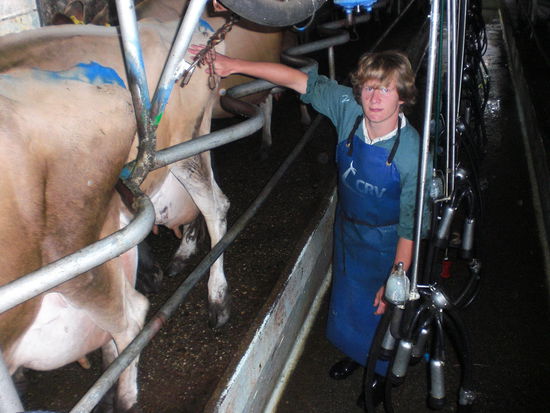 Harter Job, das Kühe melken!!!