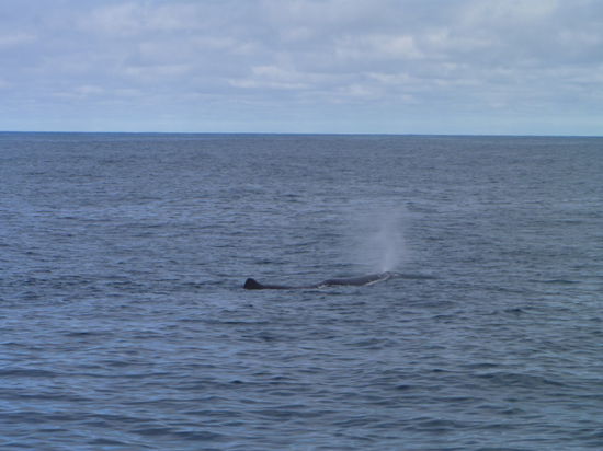 Ein Pottwal rießig!!!!!!!!!!!!