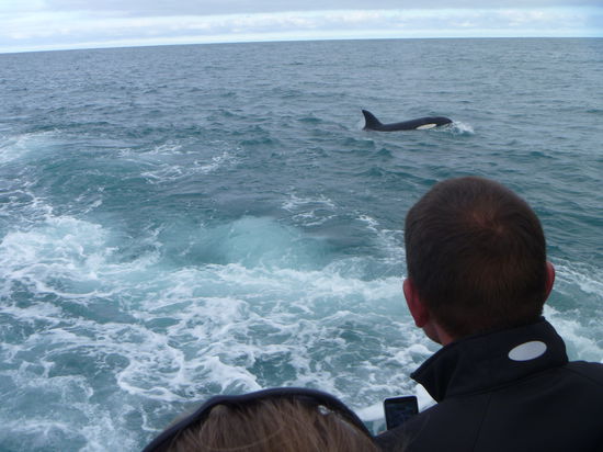 Und Orkas sh ich auch noch! Das war es wert!!!