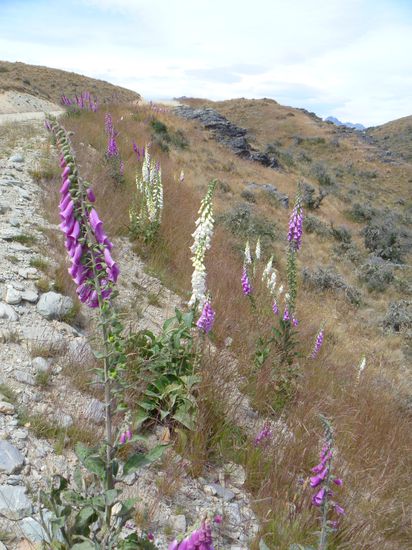 Schöne Blumen entlang des weges. Maresi weiss sicher wie die heissen 