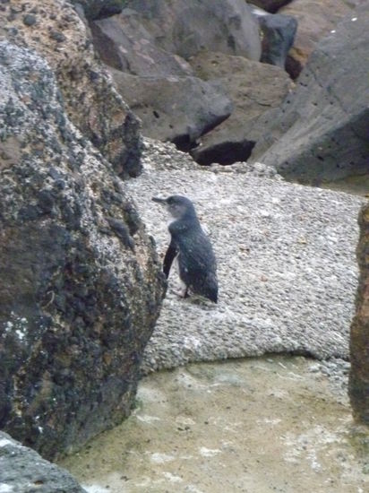 der blue pinguin is ca 30 cm hoch! sooo cool!