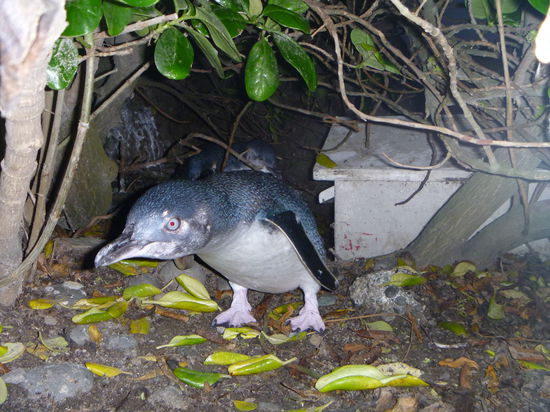 so nah kommt man nicht einmal im zoo zu einem pinguin!^^