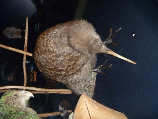 Ein Kiwi vogel im Te Papa, das Nationalmuseum von Neuseeland