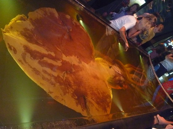 Einer der größten Rießenkalamare der Welt