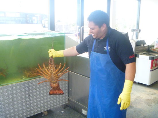 Dieser hummer wiegt ca 3.5 kg und kostet ca 350$