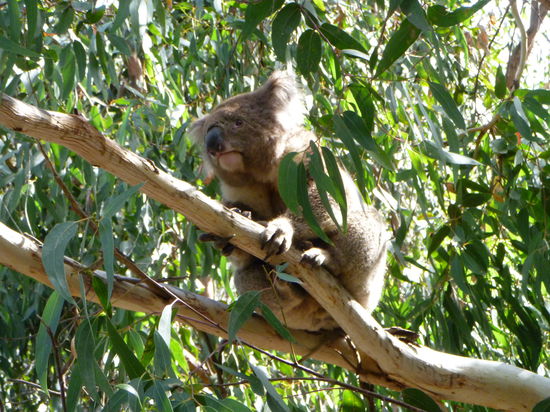 die koalabären san scho ziemlich niedlich!