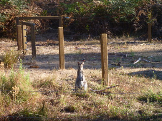 kangaroo sind städige wegbegleiter