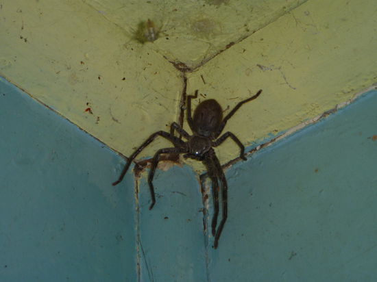 aber die tun einem nichts