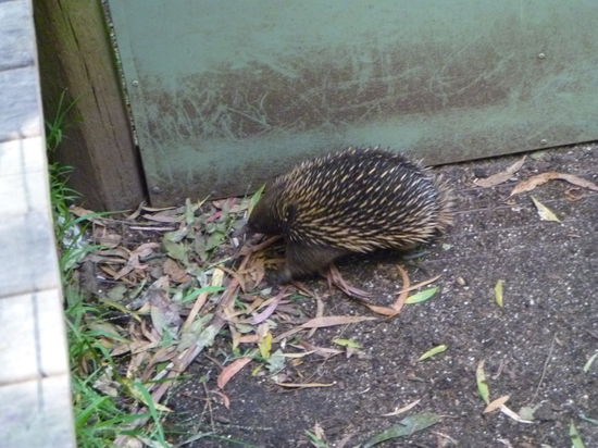 Echidnas oder Ameisenigelmein lieblingstier in australien