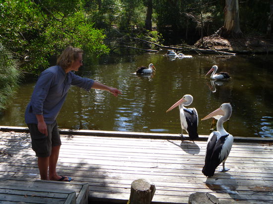 pelikane weiter hab ich mich rangetraut
