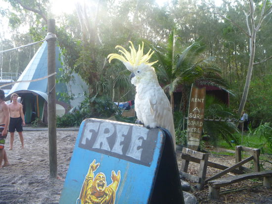 schönes tier so ein papagei