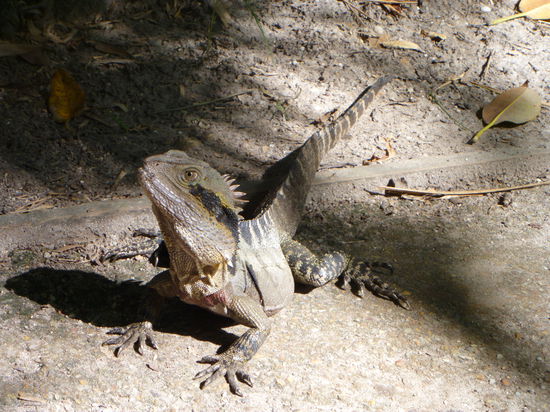 diese echsen gabe es haufen weise im hostel. man musste aufpassen dass man nicht auf sie stieg!