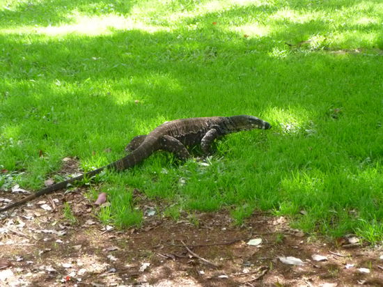 Ein goanna