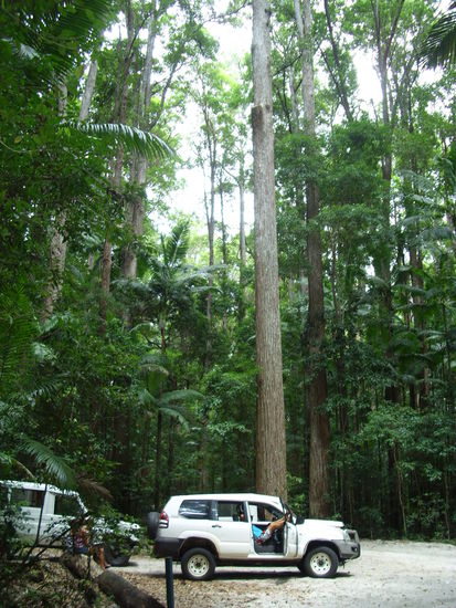 Fraser hatt auch jahrhunterte alten regenwald zu bieten