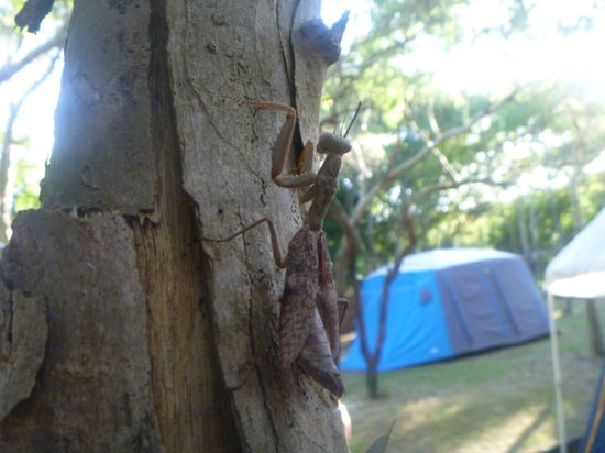 eine männliche gottesanbeterin