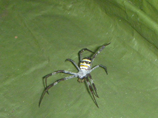 spinnen gab es so viele auf fraser