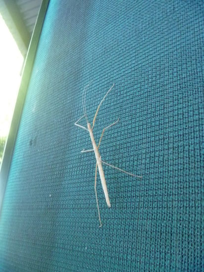 ka wie dieser käfer heisst. sie aber einen ast zum verwechseln ähnlich