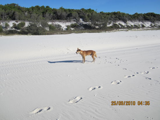 dieser Dingo war besonders neugierig