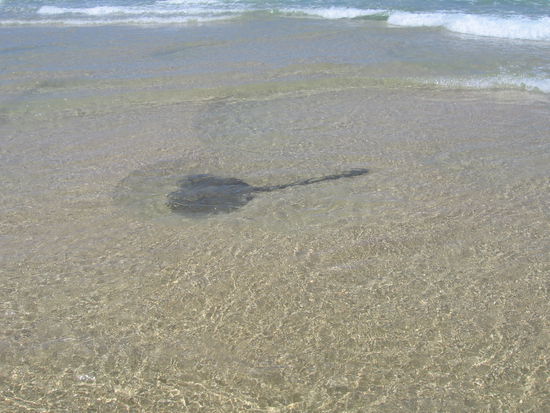 Ein stingray am strand