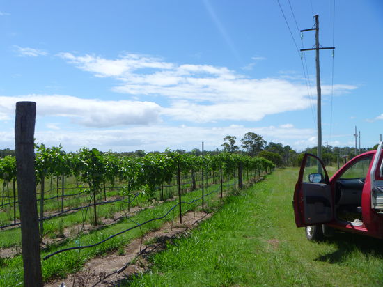 Jetzt sind die pflanzen schon richtig groß