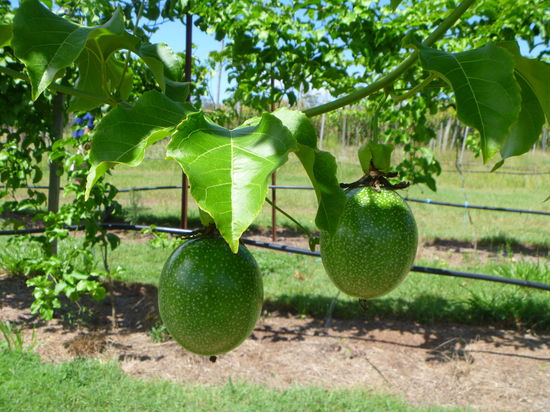und die früchte sind schon fast reif