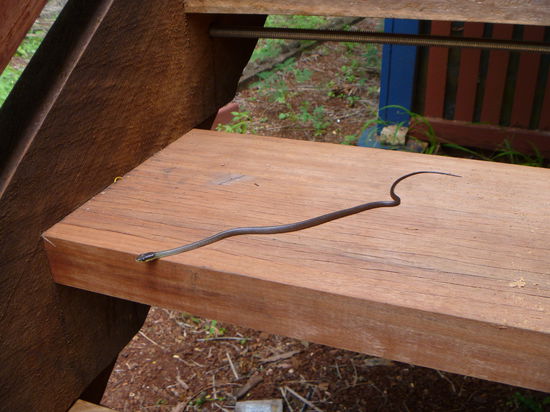 Mein erster besucher, eine harmlose Green tree snake!